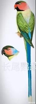 中国有野生鹦鹉吗？