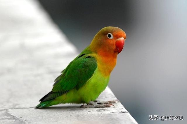 常见的鹦鹉有哪些种类？