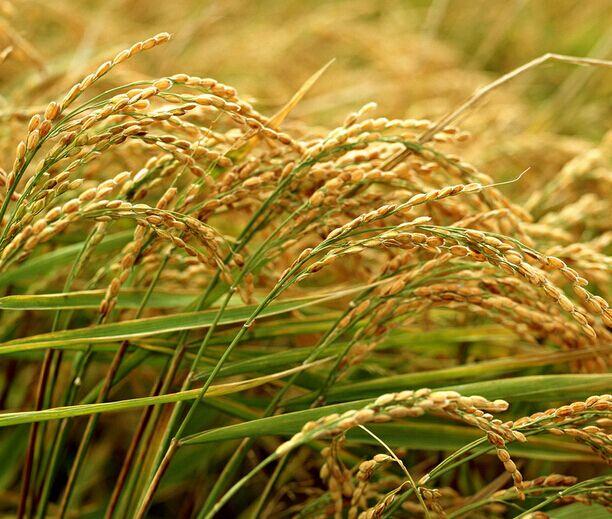 我们是农业大国，为什么要进口日本的大米？