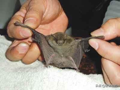 为什么蝙蝠携带大量致命病毒，自己却安然无恙？