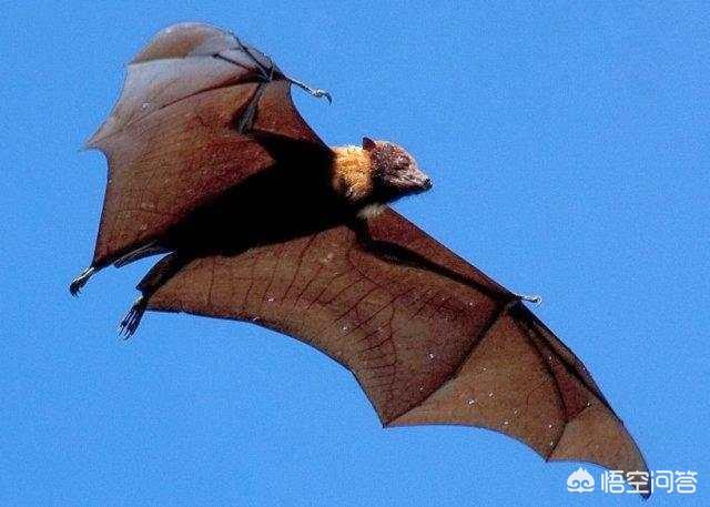 蝙蝠是什么进化来的？
