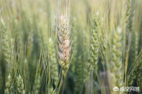 小麦打什么药能高产丰收呢？