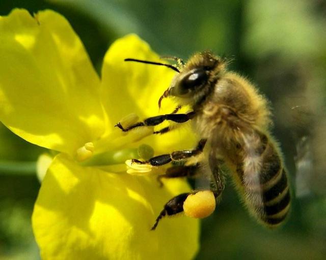 喷哪些农药能杀虫又不杀蜜蜂呢？