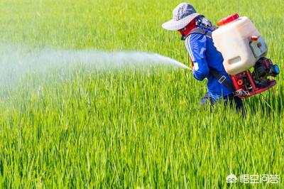 农作物的杀虫剂有几大类？