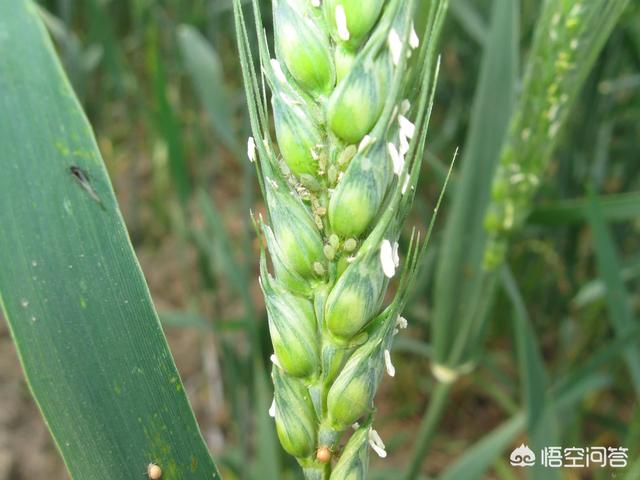 小麦打什么药能高产丰收呢？