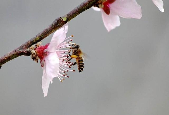 喷哪些农药能杀虫又不杀蜜蜂呢？