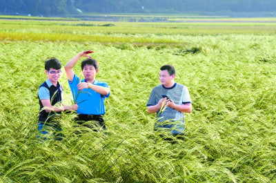袁隆平种出了“海水稻” 计划3年内亩产突破200公斤(转载)