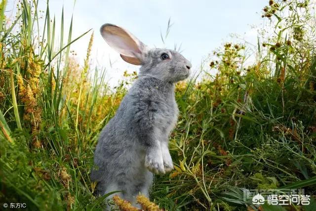 从科学的角度分析<strong>兔子</strong>为何不吃窝边草？