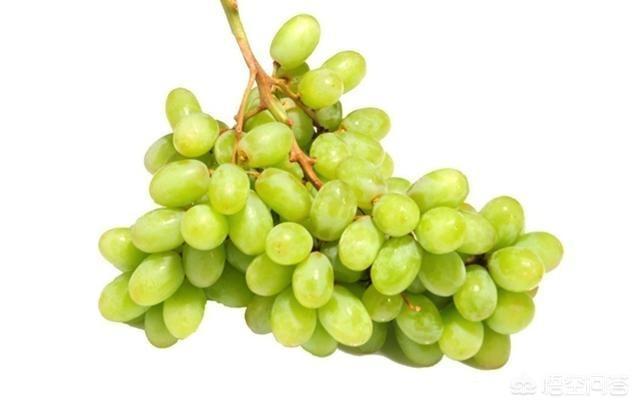 无籽葡萄是转基因产品吗？