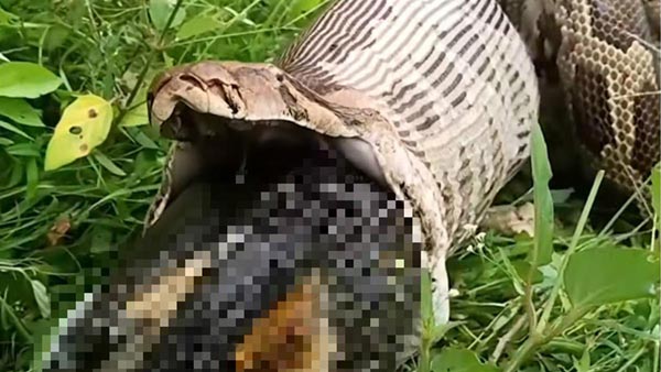 蟒蛇吞食猎物图片令人触目惊心 蟒蛇反刍呕出一只流浪犬