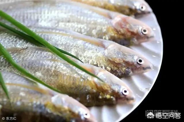 一些地方的长江刀鱼卖到了几千元，那么长江刀鱼可以人工养殖吗，为什么？