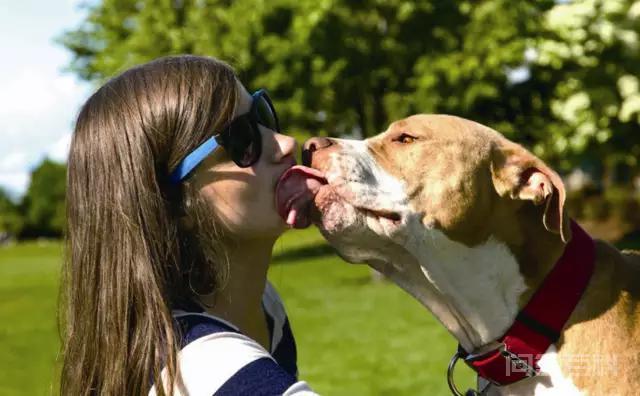 为什么狗狗会喜欢舔主人的脸（特别是嘴巴）？