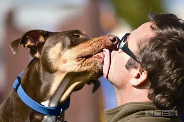 为什么狗狗会喜欢舔主人的脸（特别是嘴巴）？