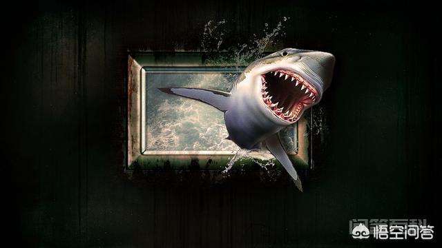 鲨鱼真的怕海豚吗？