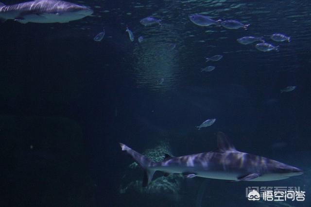 鲨鱼真的怕海豚吗？