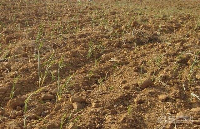 小麦播种后因土壤干迟迟不出苗，麦种多长时间会变质影响发芽？