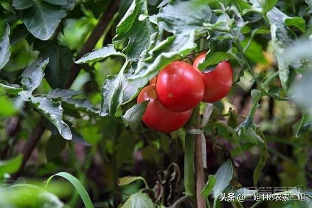 如何防治西红柿的病虫害？