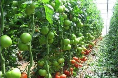 如何防治西红柿的病虫害？