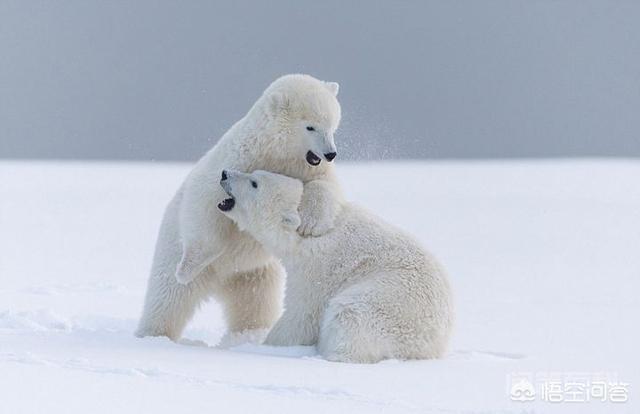 为什么北极熊会是白色的？