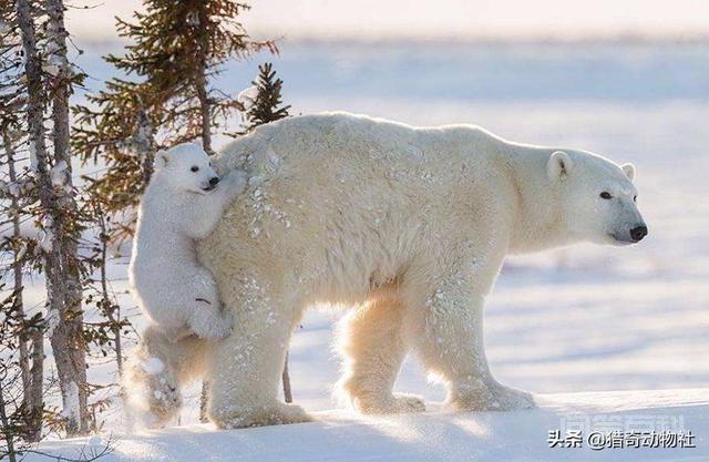 北极熊是如何适应它生活的环境的？