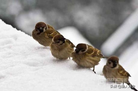 麻雀冬天吃什么？一天能吃多少？