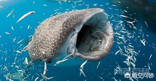 世界上最大的鱼有多大？产生原因是什么？
