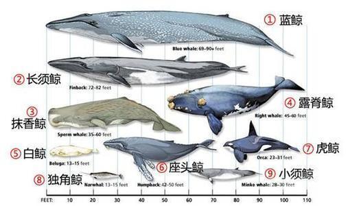 大海里最大的鱼有多大？