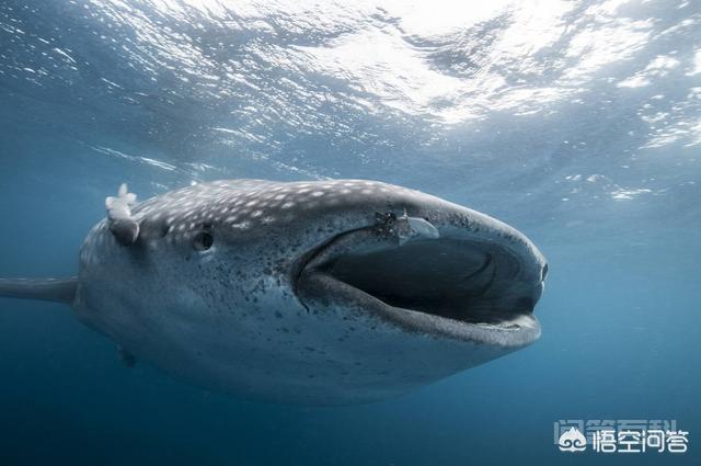 鲸鲨为什么是鱼类？