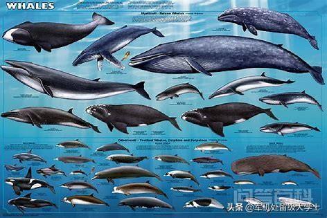 鲸的种类有很多种，有多少种呢？