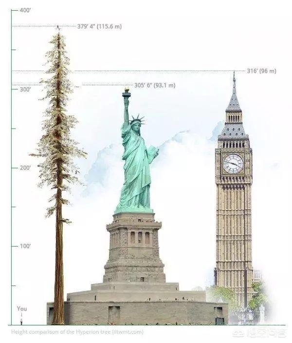 世界上最高的树有多高？