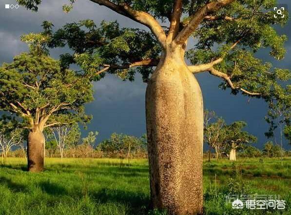 非洲<strong>沙漠</strong>有一种猴面包树，能储存两吨水，为何我国难以推广种植？