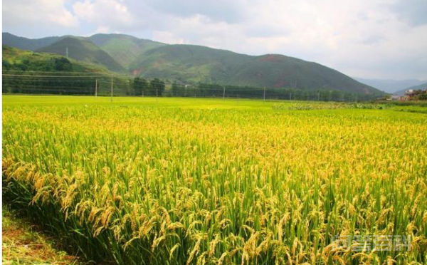 水稻亩产2000斤正常吗？