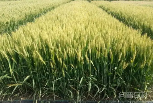小麦灌浆期是什么时间
