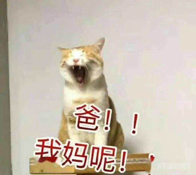 破防了，husband还能这样用？