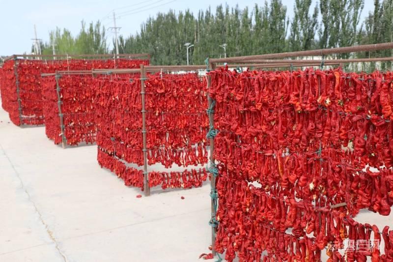 新疆博湖：又是一年辣椒红