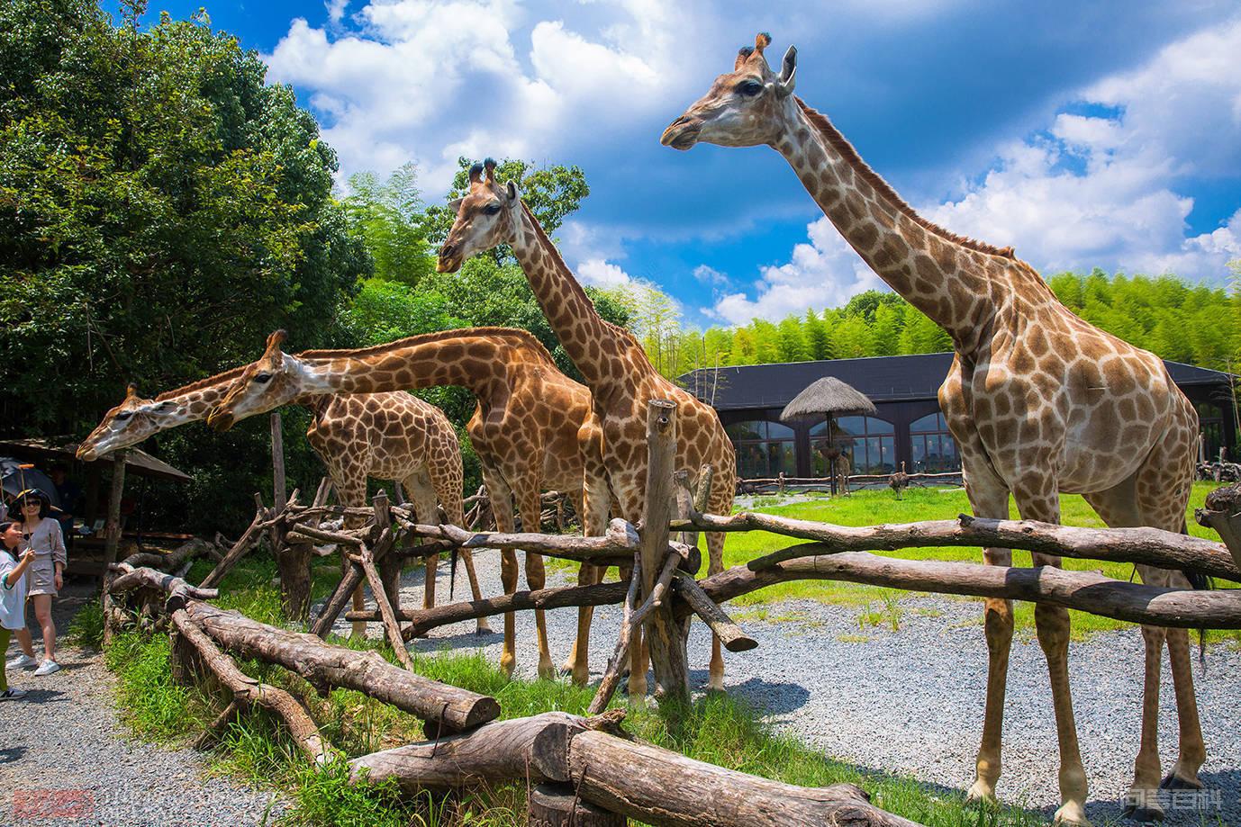 浙江湖州：6只来自非洲的长颈鹿，让景区火爆，更让酒店一房难求