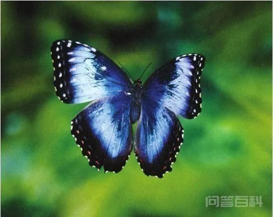 色彩最艳丽的雄性动物大闪蝶<strong>翅膀</strong>呈最鲜艳的彩虹蓝色