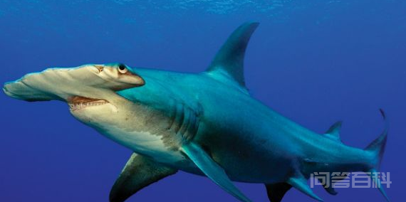 鲨鱼是怎么捕食的