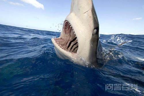 鲨鱼在捕食时会“翻白眼”为什么？