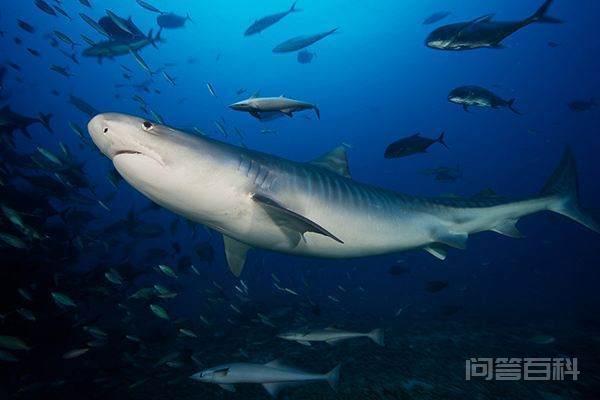 鲨鱼在捕食时会“翻白眼”为什么？