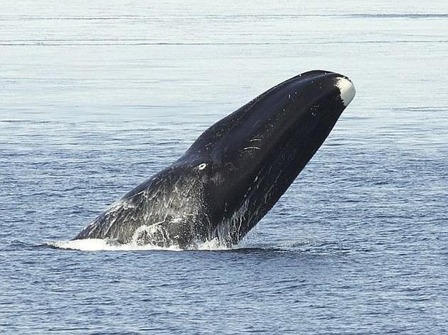研究人员称，这项发现支持长寿理论，认为自然选择可使个体在缺少外部威胁的情况下，生长缓慢并且持续生殖。图中是寿命最长的哺乳动物——北极露脊鲸，其寿命可达到211年。
