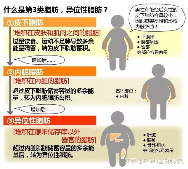 肚子脂肪燃烧_燃烧脂肪靶点被发现_脂肪燃烧减肥