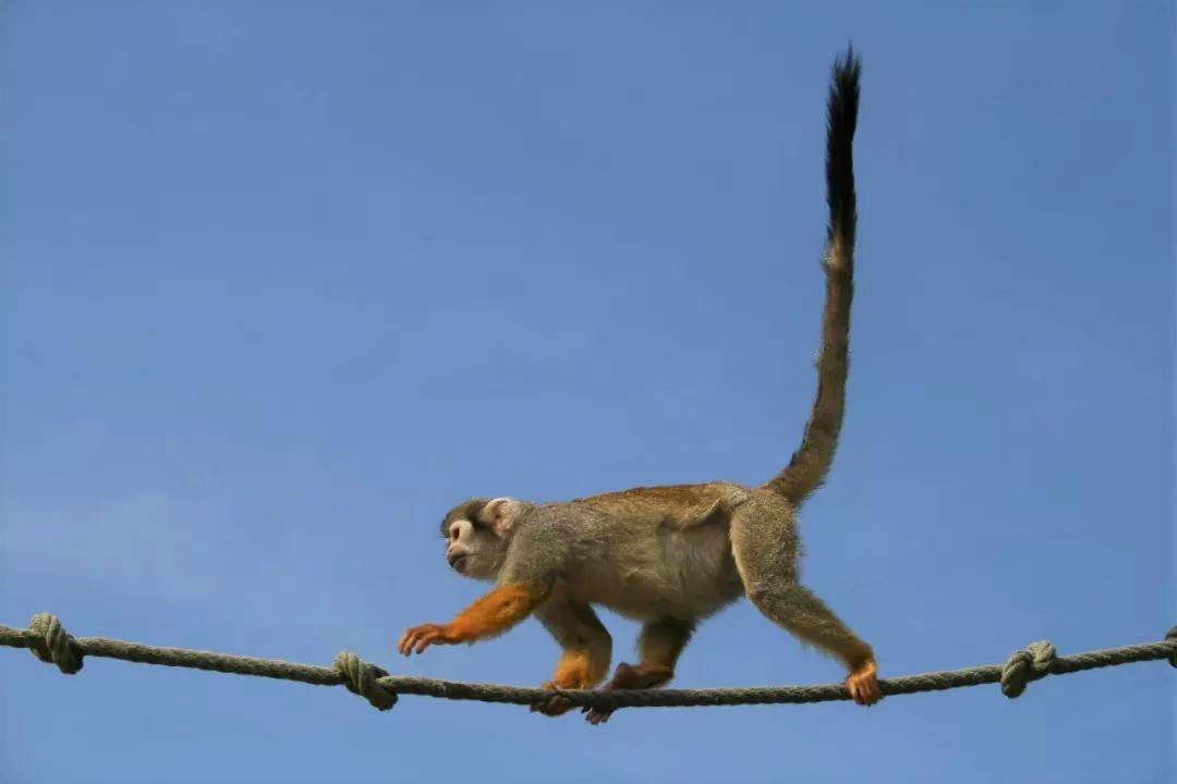 猴子的尾巴像什么 有什么作用_猴子的尾巴有什么作用_猴子尾巴长兔子尾巴短儿歌