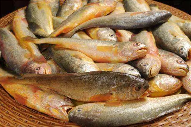 4000斤野生黄鱼被捕上岸，渔民狂赚957万，黄鱼为何越来越贵？