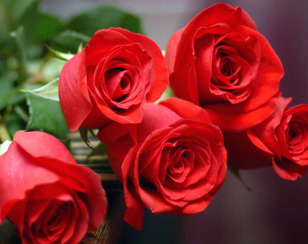 19朵玫瑰花的花语是什么，19朵玫瑰代表什么意思？