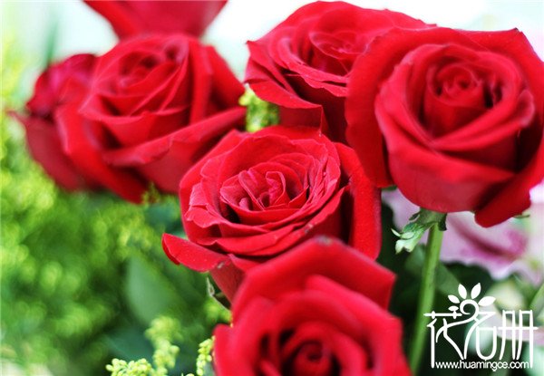 19朵玫瑰_玫瑰玫瑰我爱你歌词_戴安娜玫瑰和香槟玫瑰