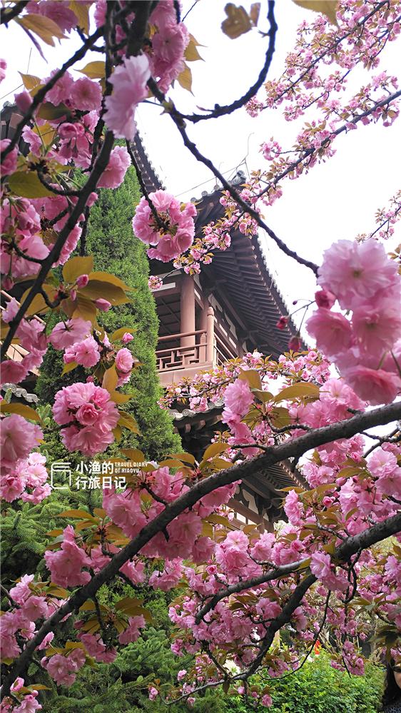 西安寺庙重修仅36年，号称西安最美春景，一天上万游客来赏花