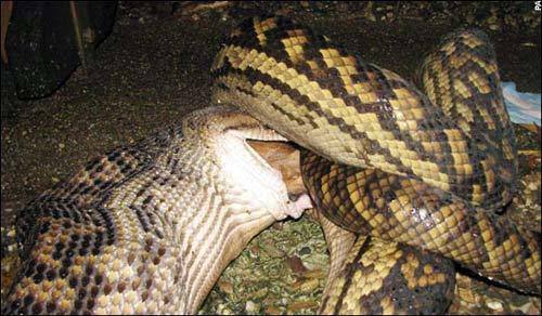 探秘：巨蟒吞下人后，人能不能在蛇肚子里面拿到把蛇杀了