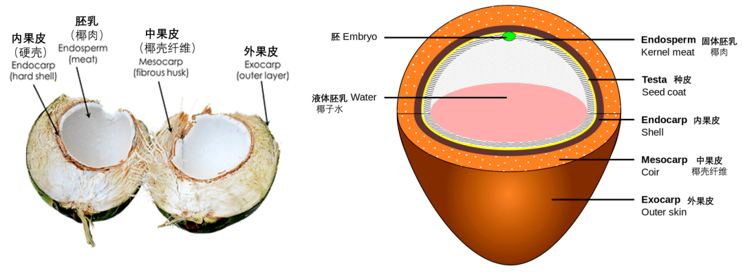 生椰拿铁的“生椰”是什么？为什么这么火？