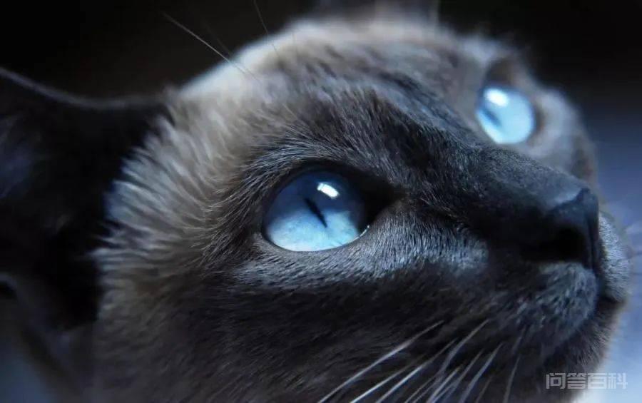 据说蓝眼睛的猫咪血统比较尊贵，真的是这样子吗？